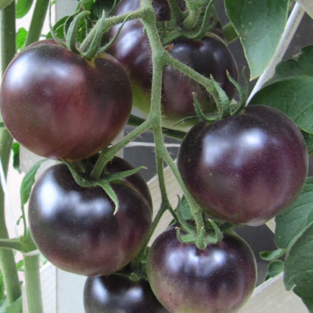 Justseedsblack Cherry Tomato Seeds Russian Heirloom