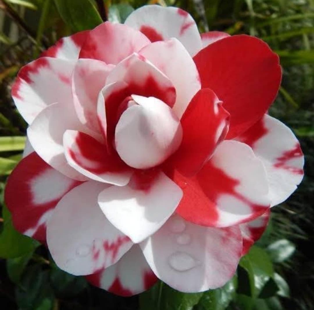 Camellia Flower live Plant-C04M
