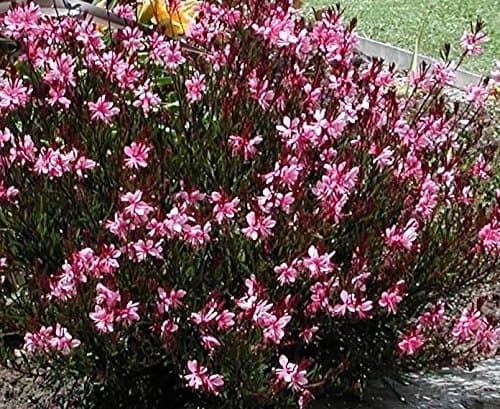 Gaura Lindheimeri 'Gambit Compact Pink' Perennial Plug Plants Pack x6