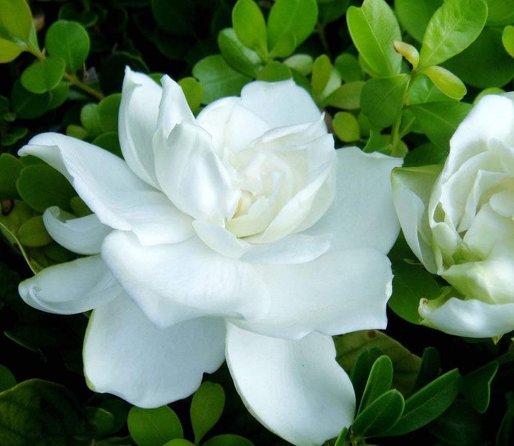 Cape Jasmine Flower Seeds 150+ Organic Easy to Grow White Flowers (Gardenia jasminoides Ellis) for Planting Garden Indoor Outdoor