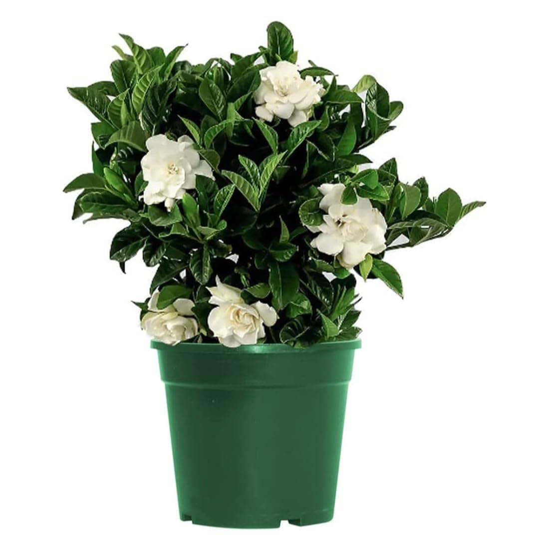 American Plant Exchange Gardenia Bush ‘Mini Veitchii’ – Live 6-Inch Indoor Flowering Plant, Fragrant Houseplant for Home or Office, for Mother's Day & Year-Round Décor