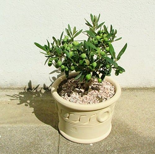 20 Seeds Dwarf Olive Tree indoor/outdoor