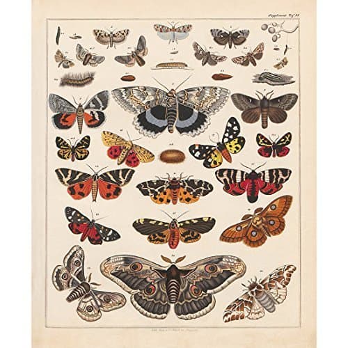 Vintage Butterflies Posters Prints Art Insects Butterfly Breeds Collection Identification Reference Chart Diagram Pop Wall Decor