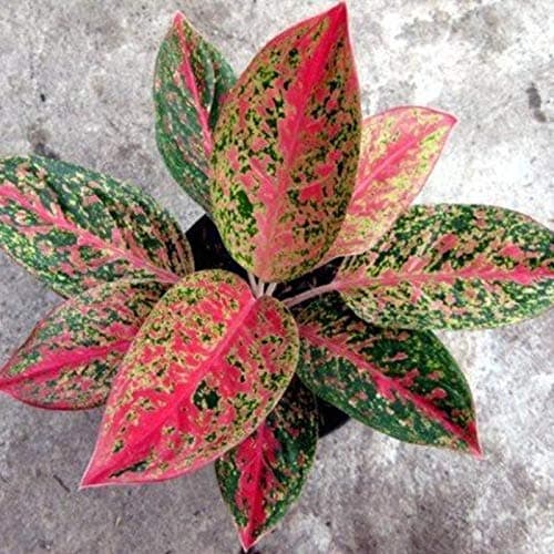 aglaonema tiara aglaonema pink panther plant
