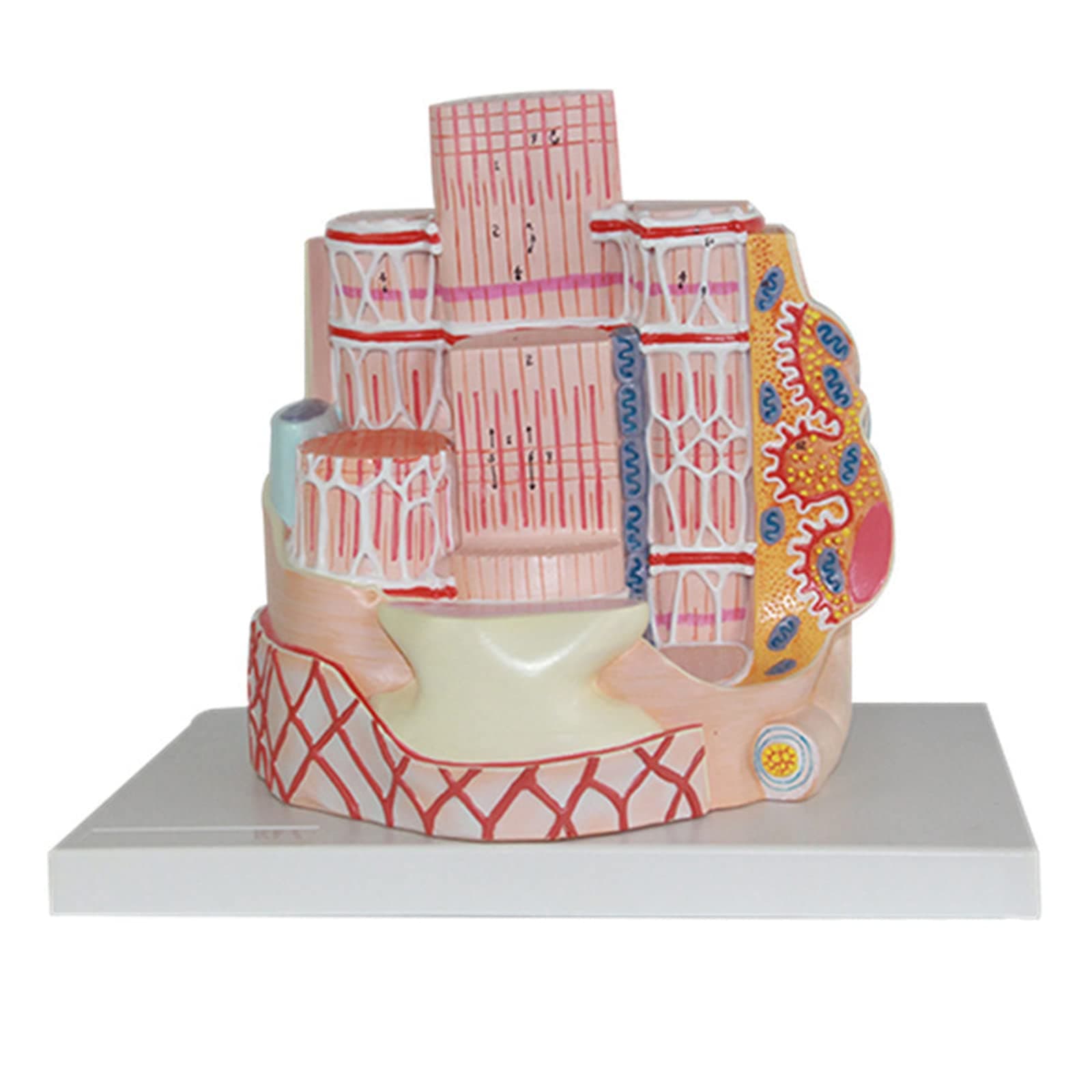 K99 Human Skeletal Muscle Fiber Anatomical Model Mesh Collagen Fibers Histology And Embryology Teaching Tool