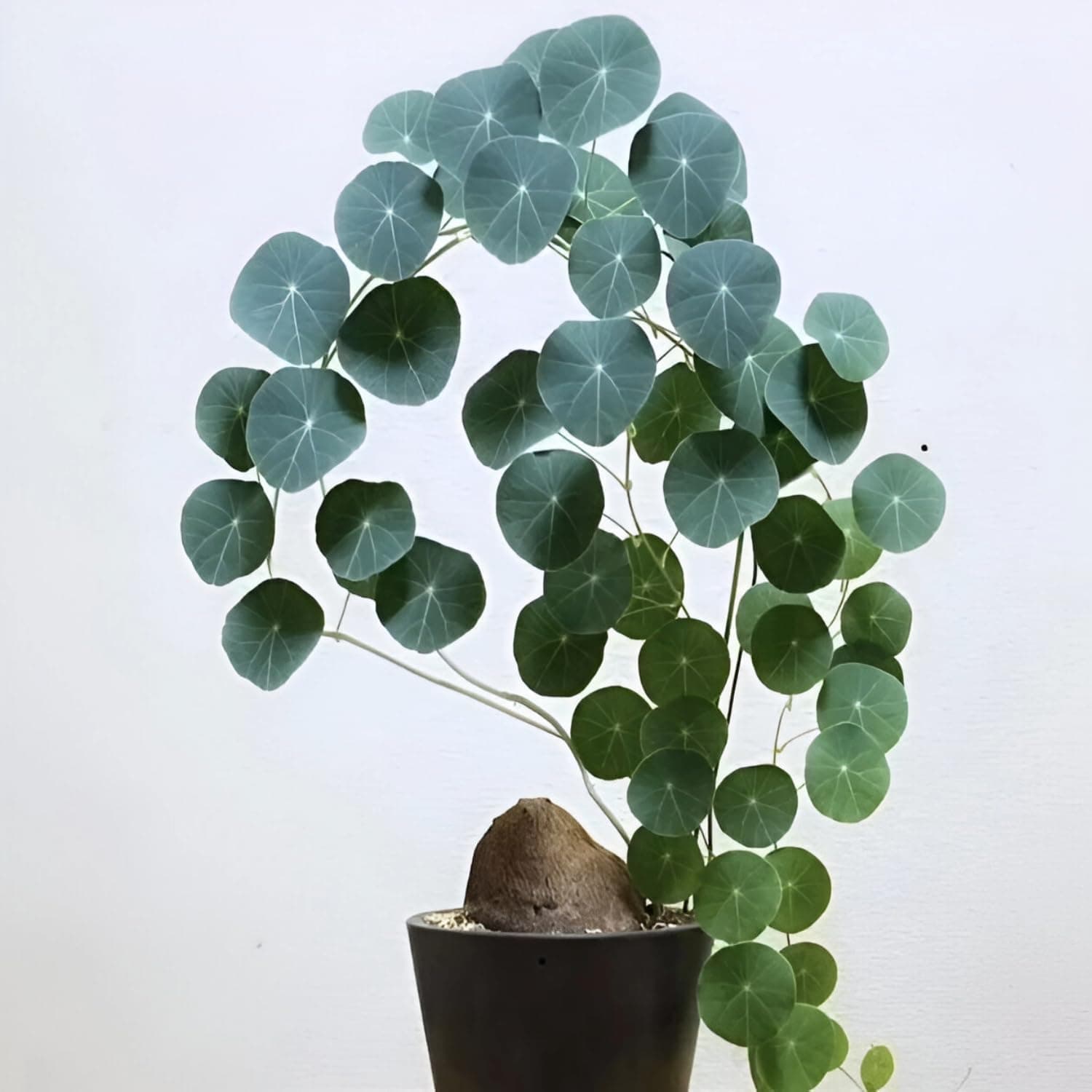 Stephania Bulb Plant – Rare Indoor Climbing Plant | Unique Bonsai for Home Decor