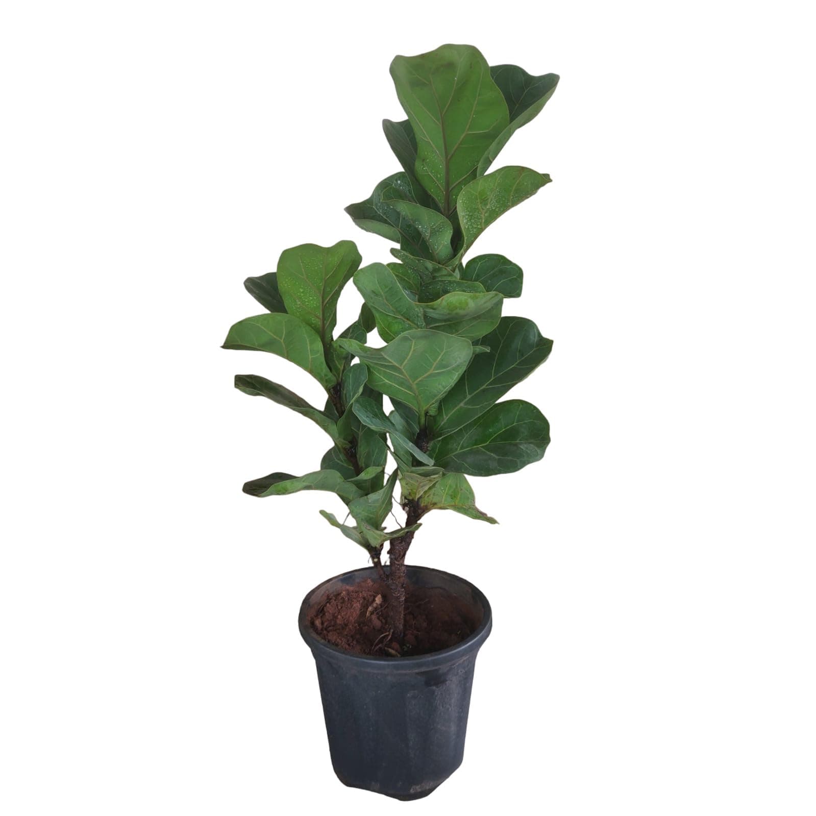 Garden Art Indoor LIve Plant With Grower's Pot | Healthy Air Purifying Plant With Grower's Pot | Best For Home, Office, Patio Decor (Ficus Lyrata Large)