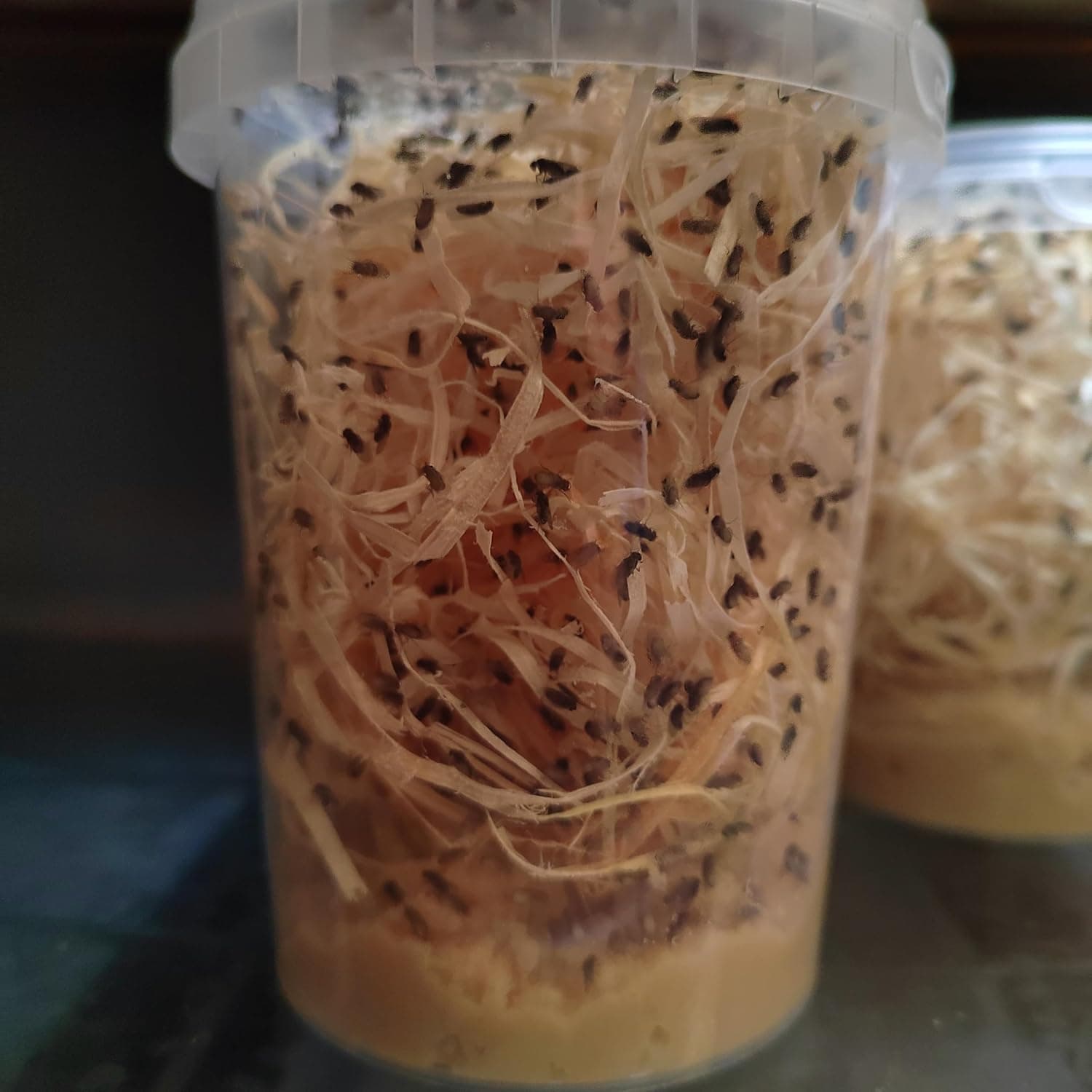 16oz acotub Flightless Fruit Flies (Drosophila Culture) fast tracked delivery included in price lots of flies for immediate use fruitfly fruit fly