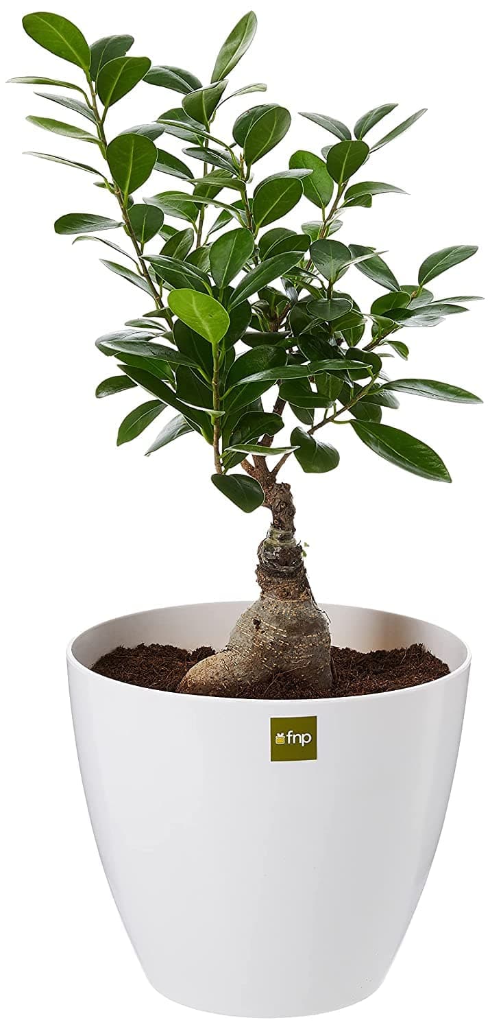 FnPFicus Bonsai Plant in Ceramic Pot