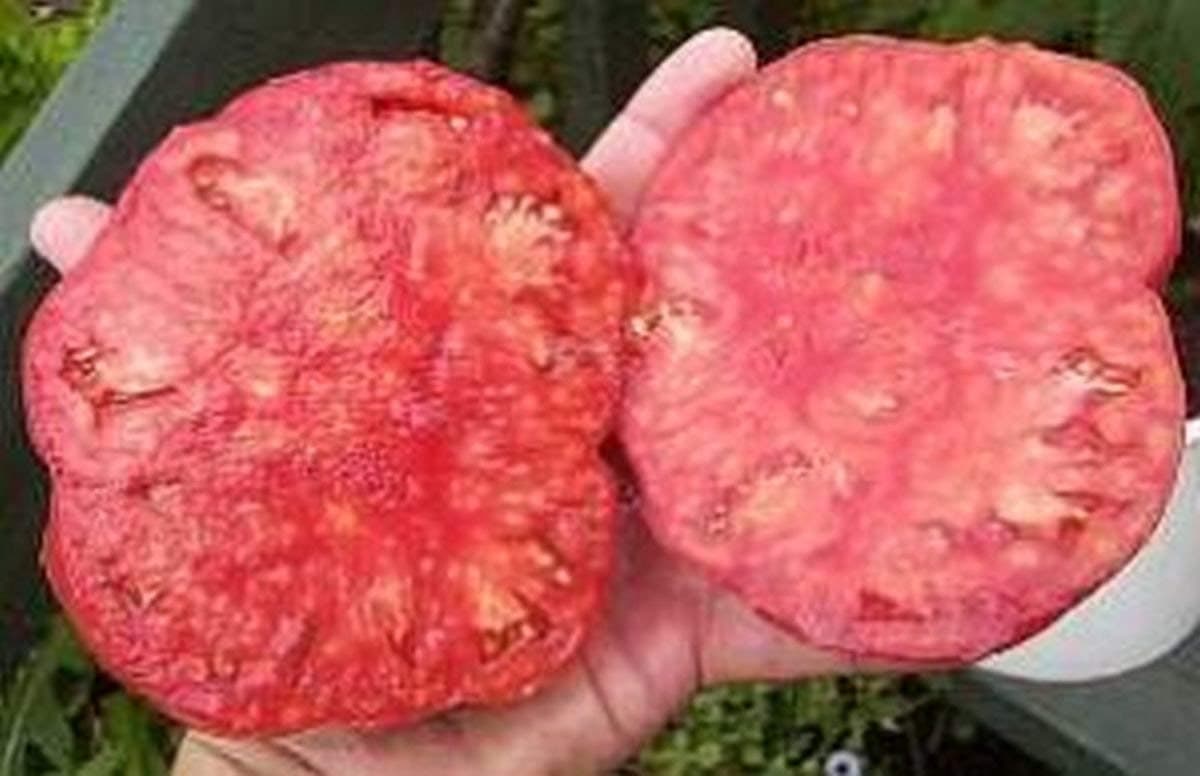 Soldacki Tomato Seeds (50 Seeds)