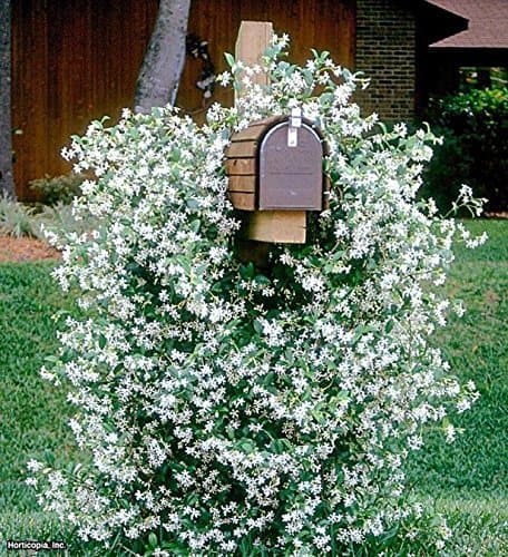 &Trachelospermum jasminoides evergreen star jasmine climbing plant
