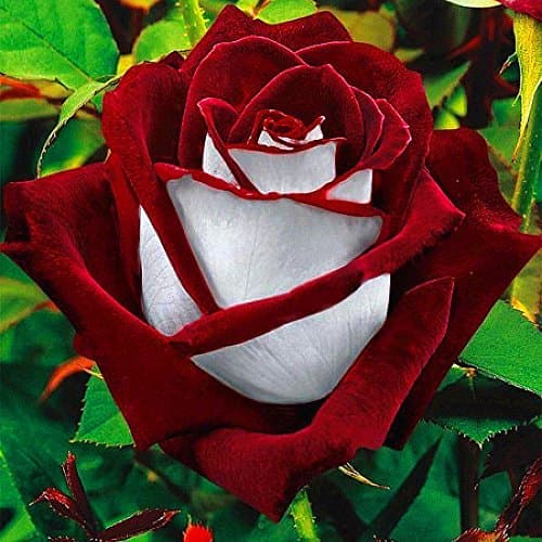 Flower Seeds Garden Decorations Osiria Rose Seeds20Pcs Rare Red & White Osiria Ruby Rose Flower Seeds Home Garden Plant Gift