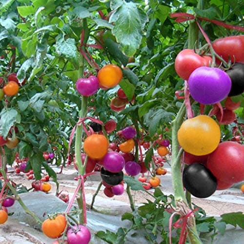Kaimu 100Pcs Health Care Full of Nutrition Plants Vegetables Colorful Tomato Seeds Vegetables