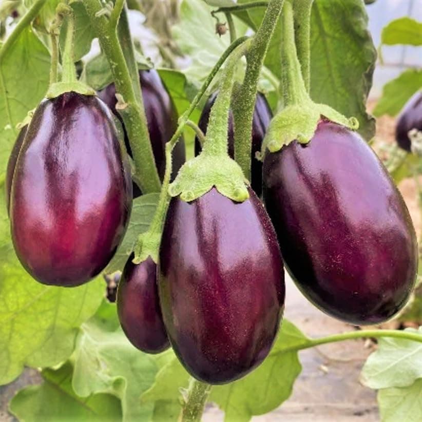 TomorrowSeeds - Indian Eggplant Seeds - 200+ Count - for 2026 Planting Brinjal Ratna Small Baby Round Egg Aubergine Eggplants Melongene Melanzana USA Garden Vegetable Grow Your Own Home Farm Patio