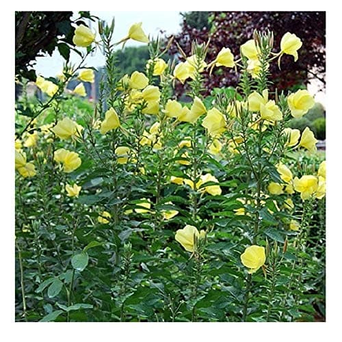 Common Evening Primrose/Oenothera biennis/Scented Flowers/Wildflowers/Hardy Biennial/Seeds
