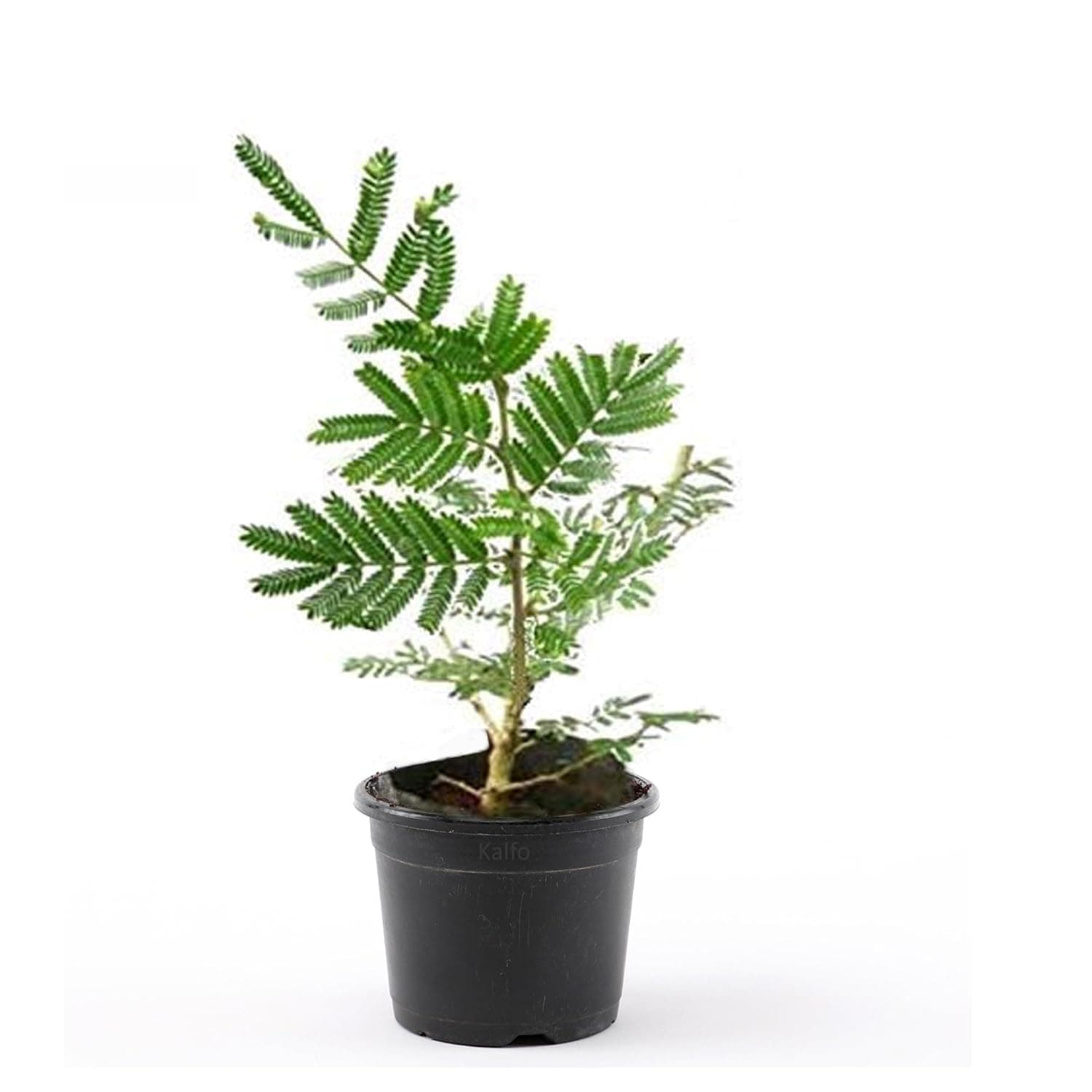 ive Shami Original Holy Tree Prosopis Cineraria Plant Banni Maram Sammi Dhaniushta Shami Patra Sami Plant Chikur Chonkar Paudha Jammi Chettu Jandi Khejri Parampu Somi Sami ka Paudha Balcony