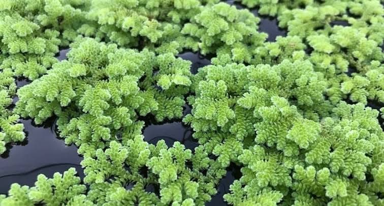 Azolla live plant caroliniana aquatic floating plant