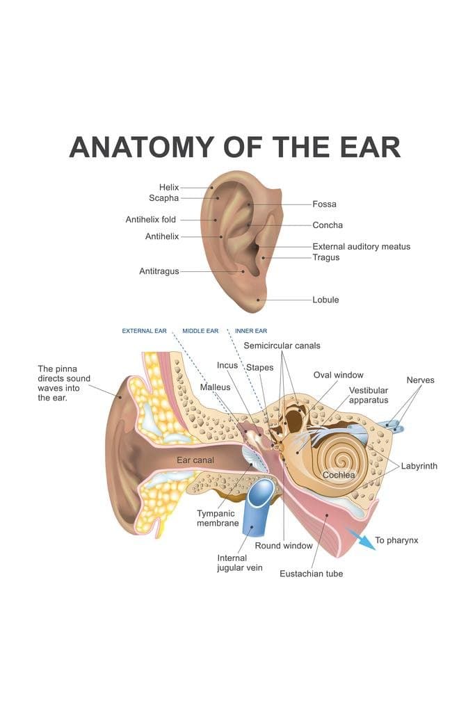 Anatomy Of The Human Ear Diagram Chart Cubicle Locker Mini Art Poster 20x30