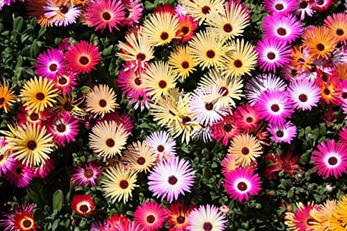 Livingstone Daisy, Ground-cover Daisy Seeds, Painted Daisy Seeds, 100 Seeds Packaged with Instructions, Seed Momma