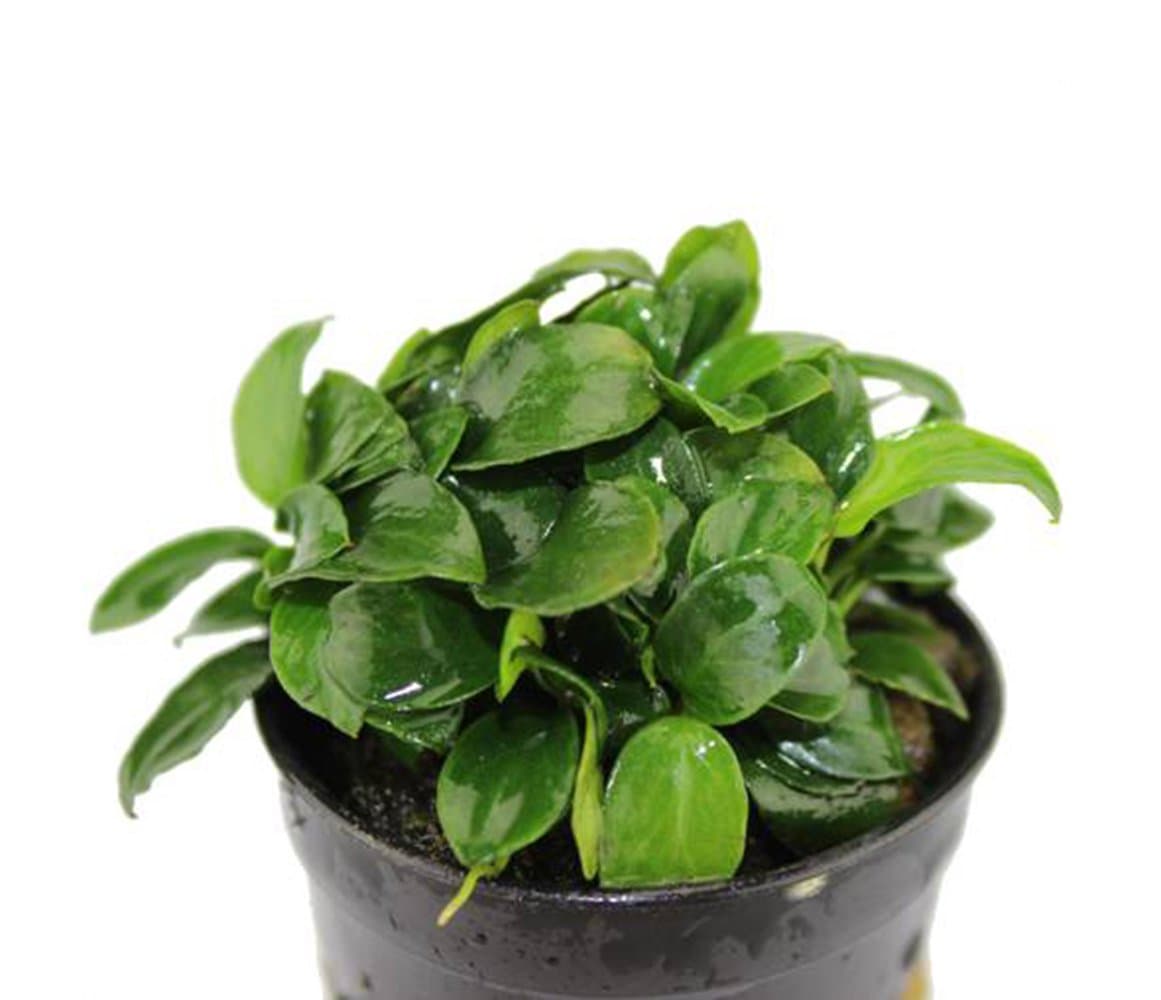 AquariumPlantsFactory - Anubias Nana Petite Full Potted - Freshwater Live Aquarium Plants Decorations