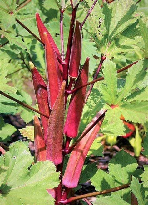 250 Red Burgundy Okra Seeds for Planting. Non GMO 14 Grams Garden Vegetable Bulk Survival