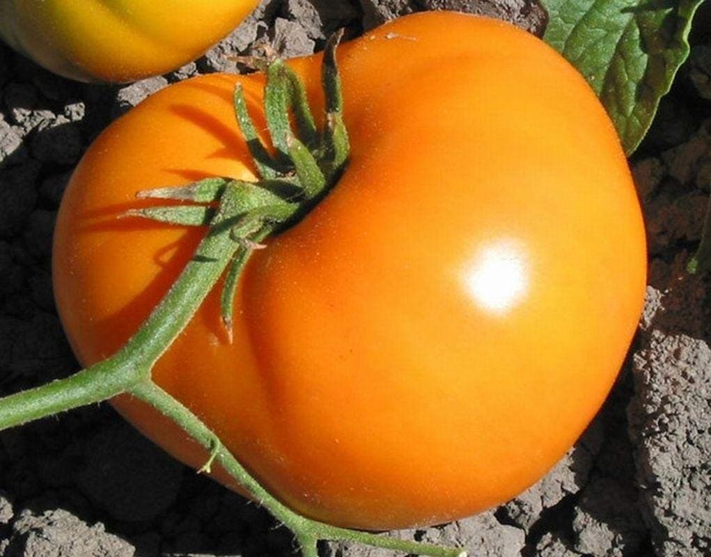 Persimmon Colored Fruit Very flavorful (50 - Seeds)