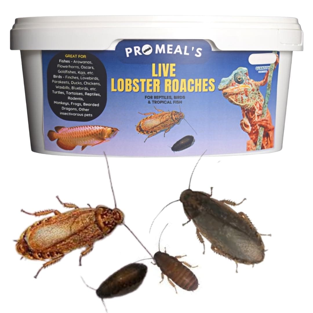 Live Lobster Roaches - High Protein Treat Food for Aquarium Fishes Like Arowana, Flowerhorn and Birds, Reptiles, Monkeys and Other Pets of All Life Stages (25 Lobsters)