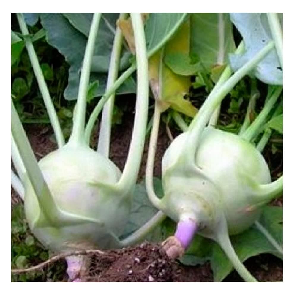 300 Early White Vienna Kohlrabi Seeds for Planting Non GMO Heirloom Seeds Instant Latch Fresh Garden Seed