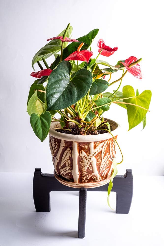 Mid Century Wooden Plant Stand Indoor Black - Adjustable for pots up to 10 inches - Modern Corner Flower Wood Potted Planter Holder - Pot NOT Included