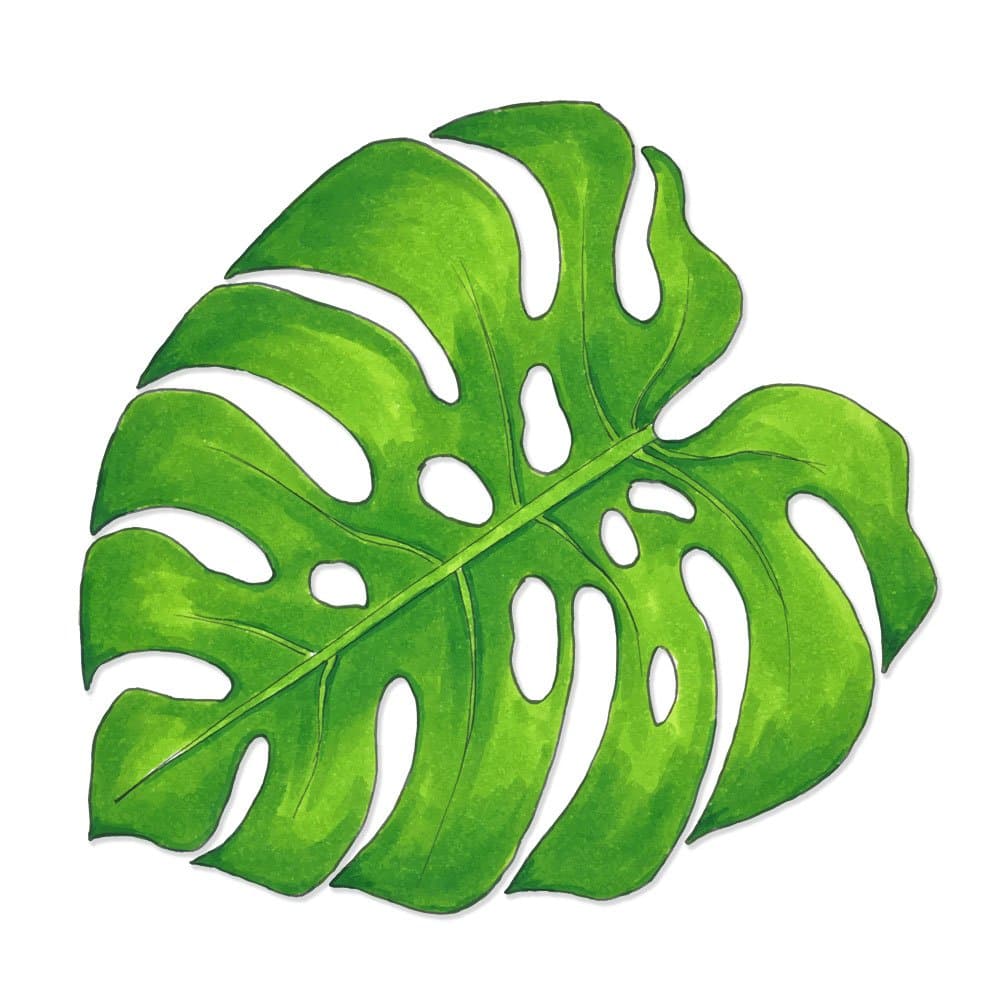 Overly Attached DecalsWatercolor Monstera Swiss Cheese Tropical Plant Leaf Car Decal - 6 ropicalplantleaf-c6-FCStandard