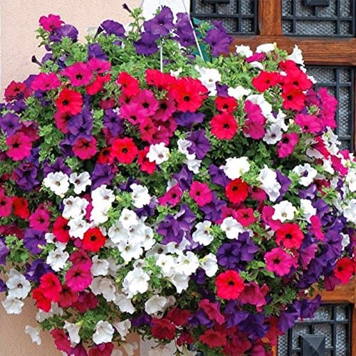 Raunak Seeds Flower Seeds : Petunia Basket Mixed Flower Seeds Kitchen Garden Pack