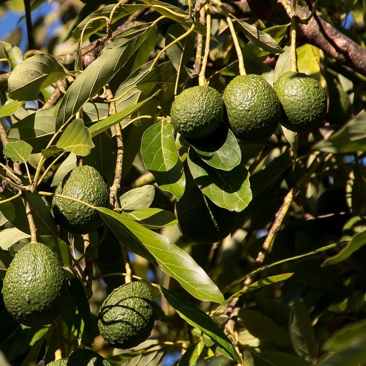 Pinkerton Avocado Fruit Plant (Pack of 1)