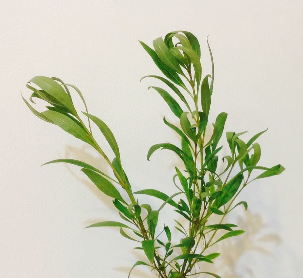 6 Stems of Narrow Leaf Hygro (Hygrophilia corymbosa “Siamensis”) by Aquarium Plants Galore