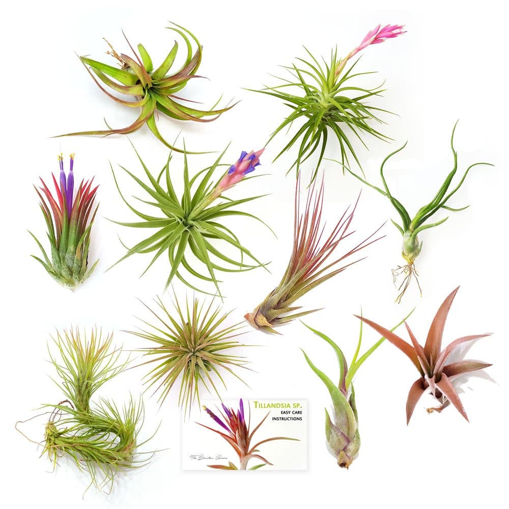 The Drunken Gnome Tillandsia Air Plants, Medium (10-Pack Assorted)
