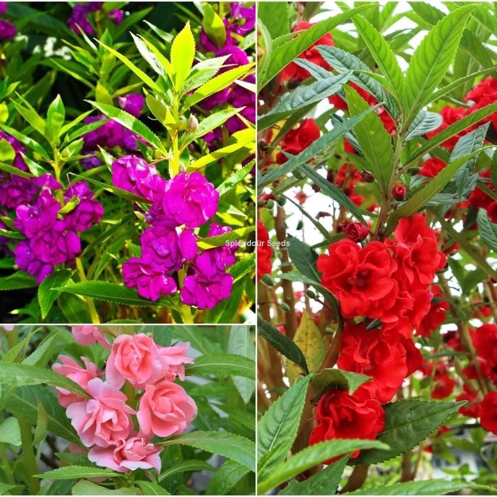 Balsam Tomb Tumb single petal garden flower seeds - By Splendour Seeds