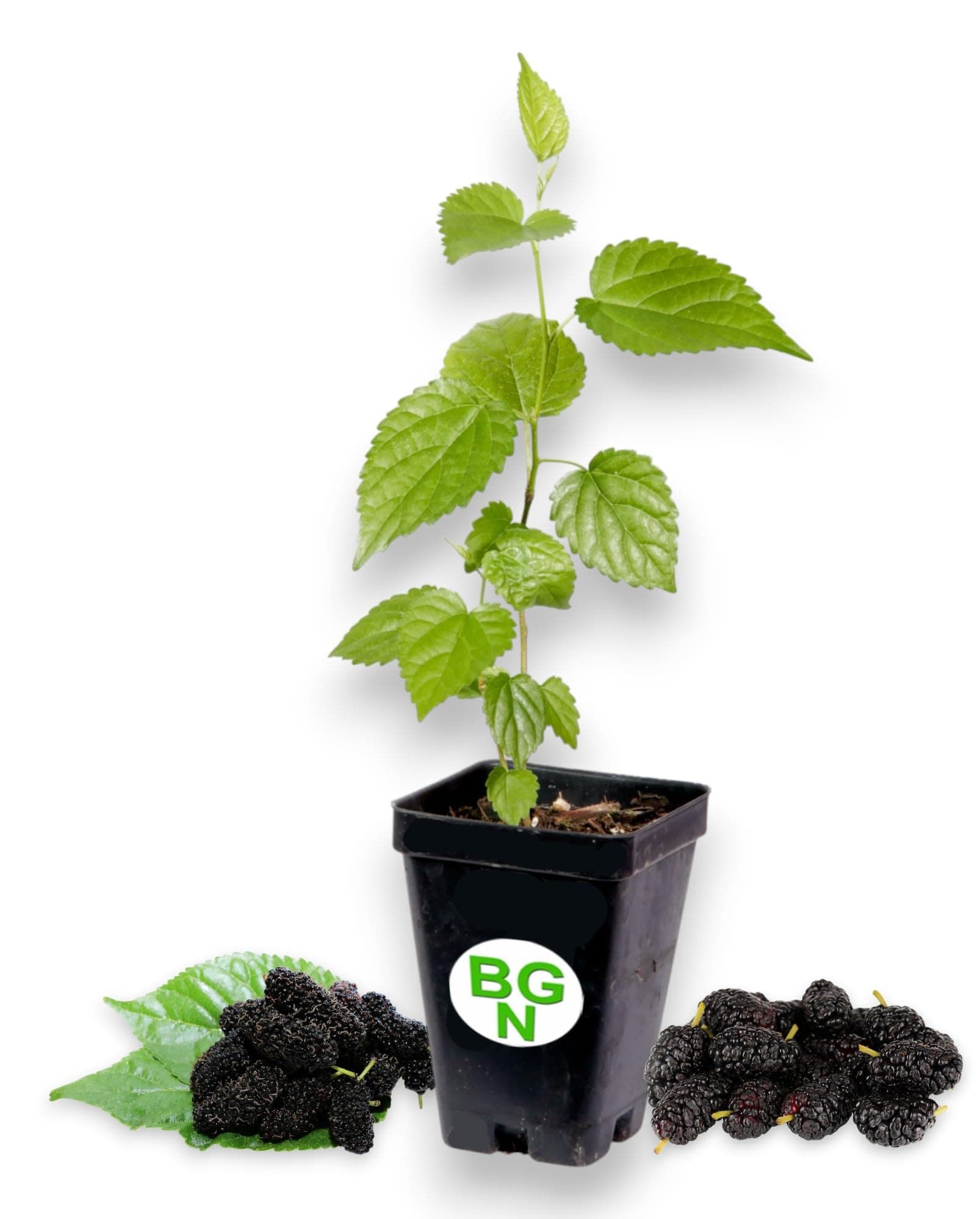 Dwarf Everbearing Mulberry Plant - Morus nigra - Live Plant