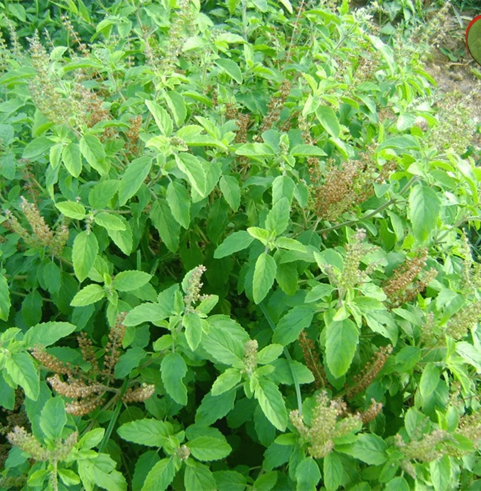 Flare Seeds Holy Basil Rama Shyama Tulsi Seeds Pack of 285 Seeds