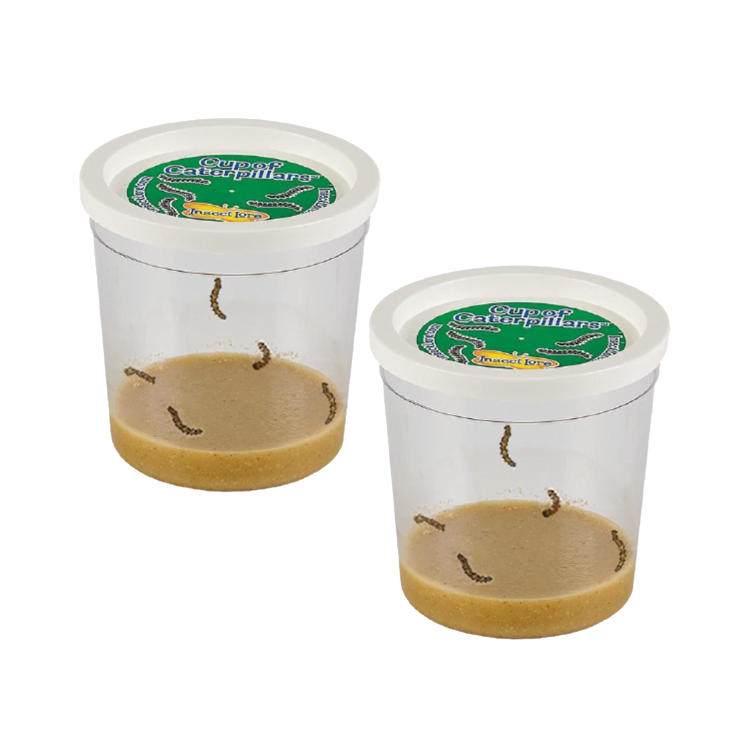 2 Cups of Caterpillars Basic - 10 Live Baby Painted Lady Caterpillars - Refill for Habitat Kit - Caterpillars and Food Included