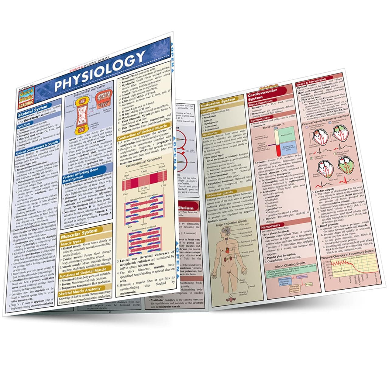 Physiology: QuickStudy Laminated Reference Guide (QuickStudy Academic)