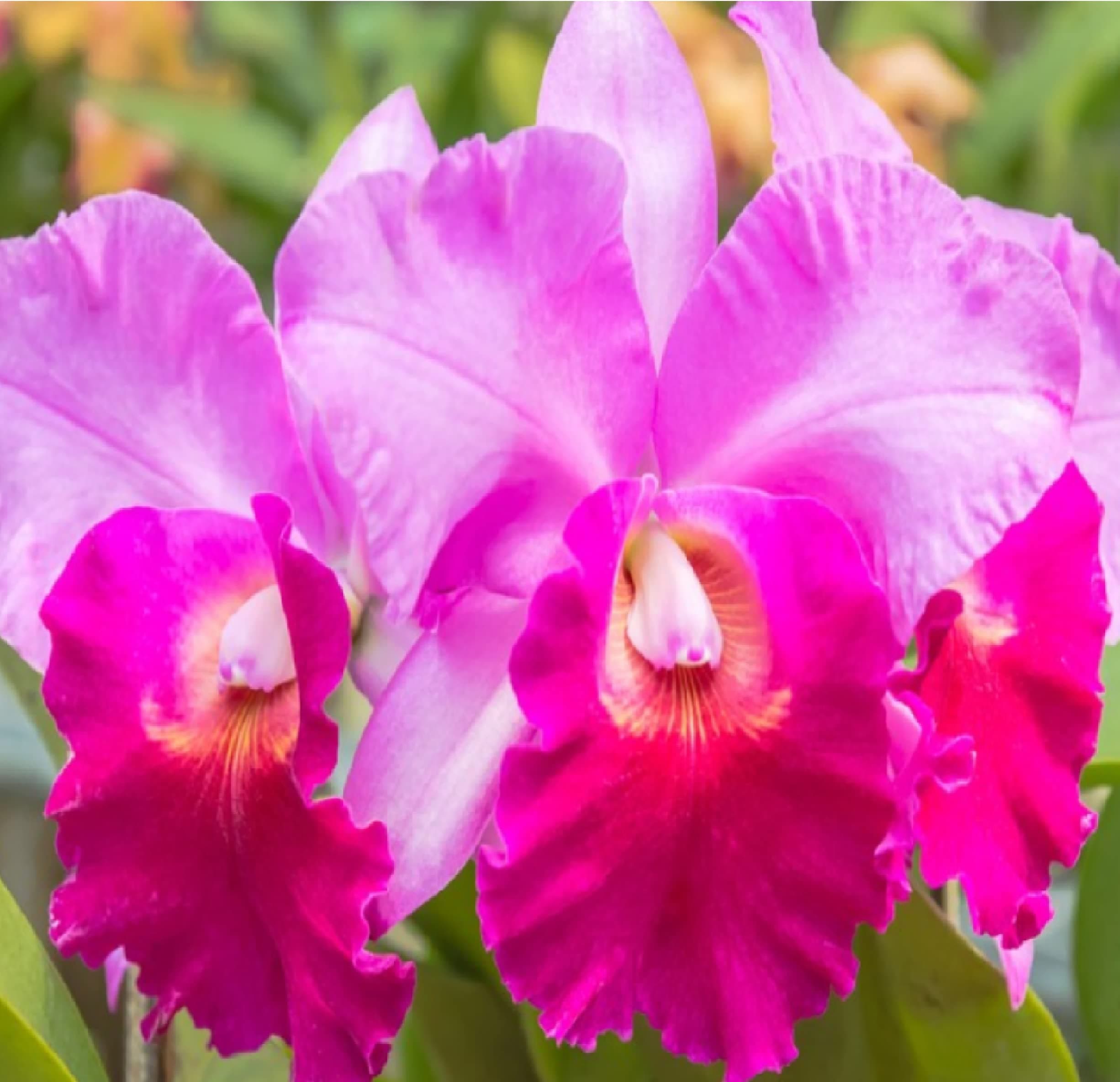 Hawaiian Cattleya Orchid Starter Plant - 6 - 10 Inches Tall, Planted in 2 Inch Pot - no Bloom - Discount HawaiianGIft
