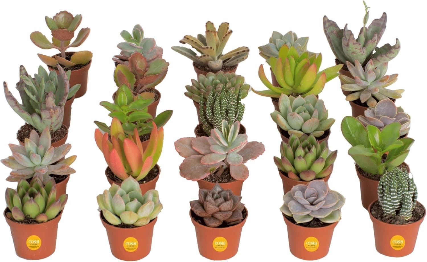 Mini Succulents, Pack of 25