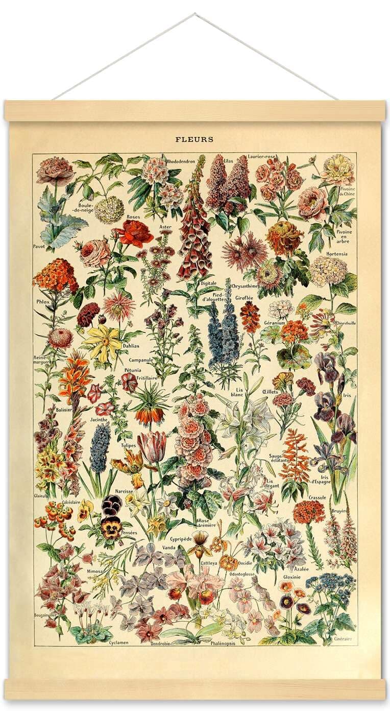 Vintage Poster Print Flower Floral Botanical Collections Garden Flowers and Plants Identification Reference Chart Diagram Framed Home Wall Decor