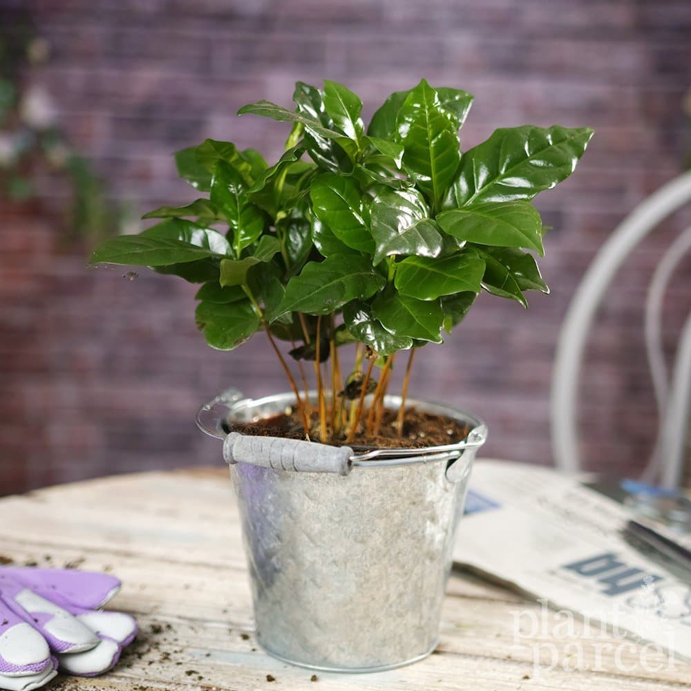 Coffee Arabica In Decorative Silver Pot - Grow Your Own - 13cm Plant - House / Office Live Indoor Pot Plant Tree - Ideal Gift