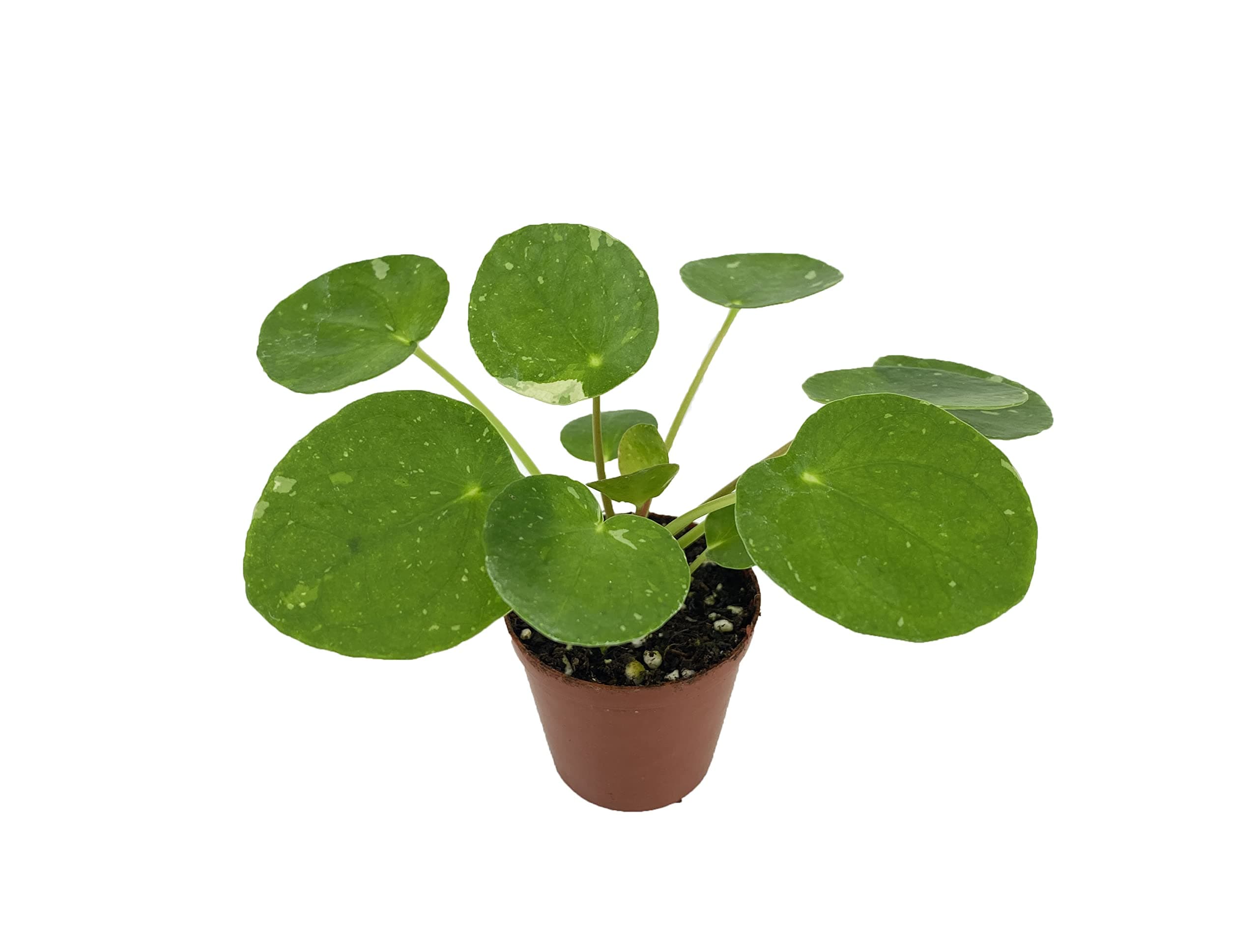 Variegated Pilea peperomioides 'White Splash' (2" Pot/Starter Plant)