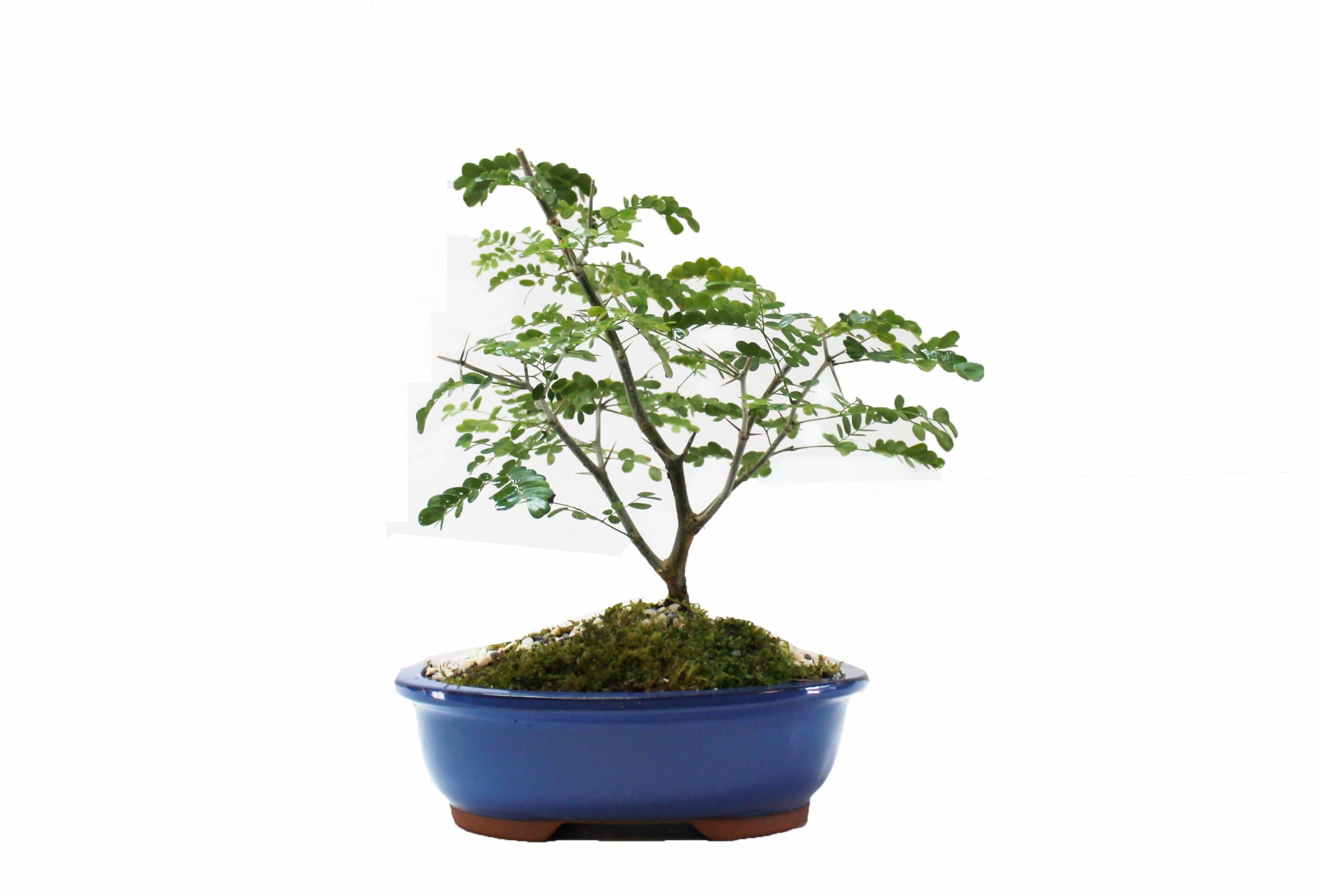 Brazilian Raintree Bonsai