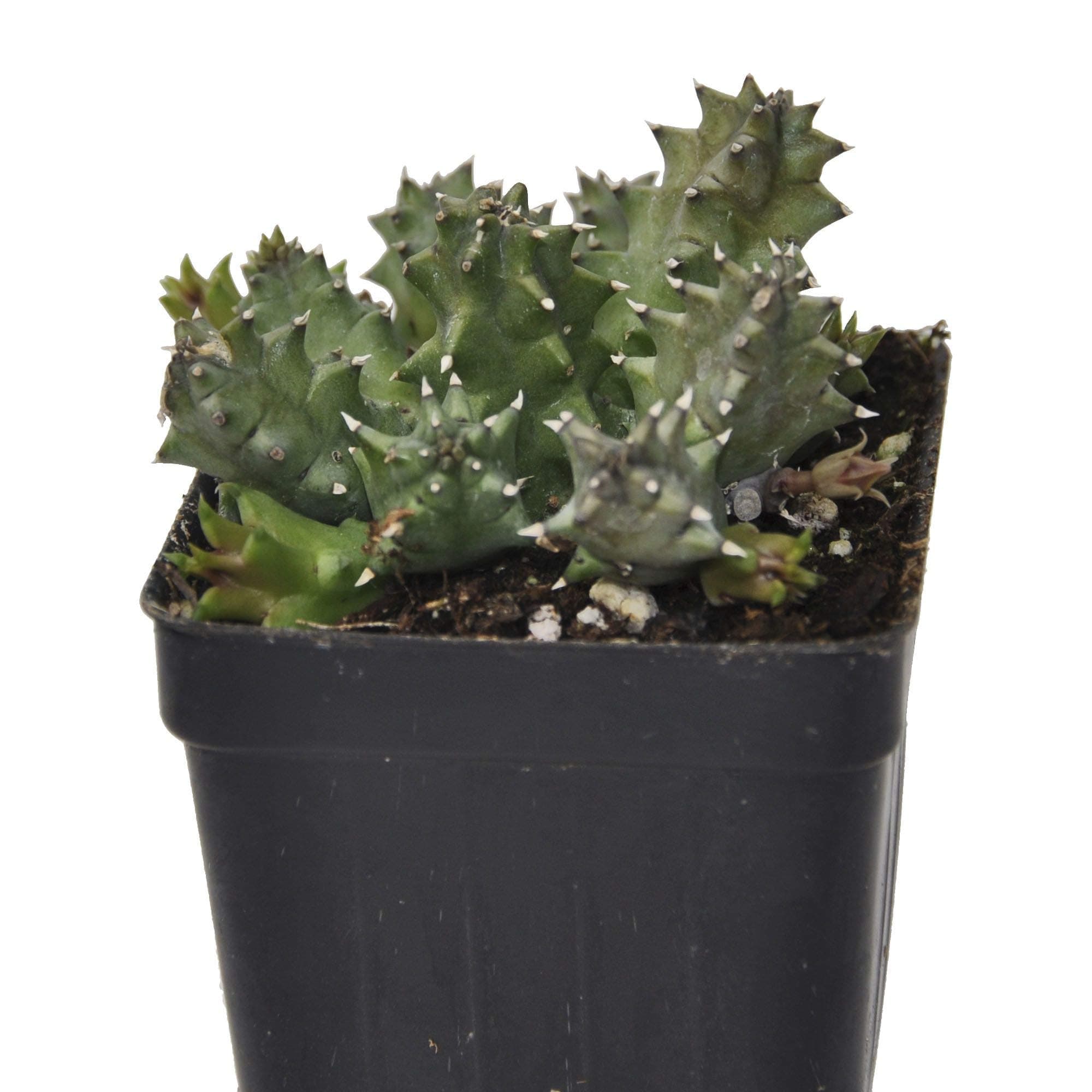 Huernia zebrina, Lifesaver Plant, 3" (2.6x3.5")