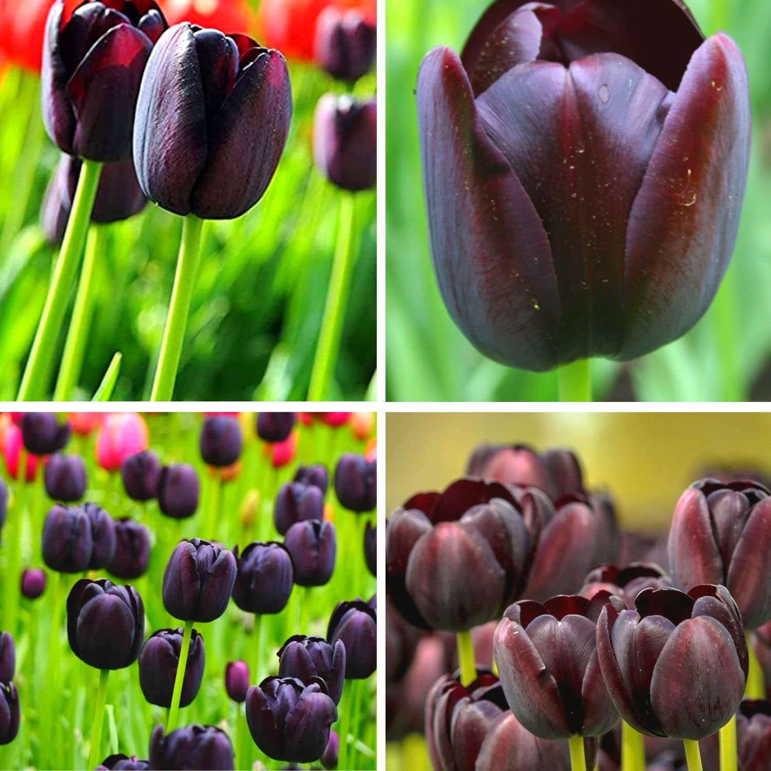 Black Tulip Bulbs - (15) Queen of The Night Tulip Bulbs for Fall Planting Bulk - Perennial Flowers