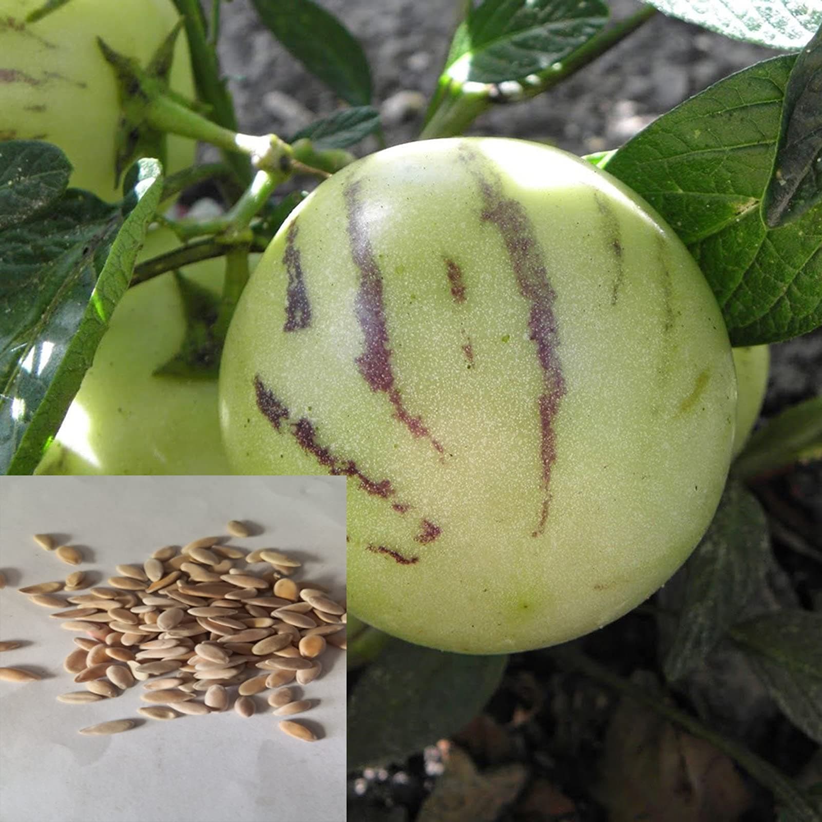 Seeds for Planting,10Pcs Pepino Seeds Sweet Melon Fruit Muricatum Bonsai Garden Yard Plant - Pepino Seeds