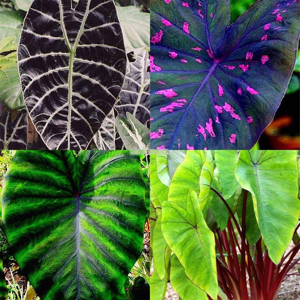 Type 20pcs Heirloom alocasia macrorrhiza Green Giant Taro Seeds Elephant Ear Tar t