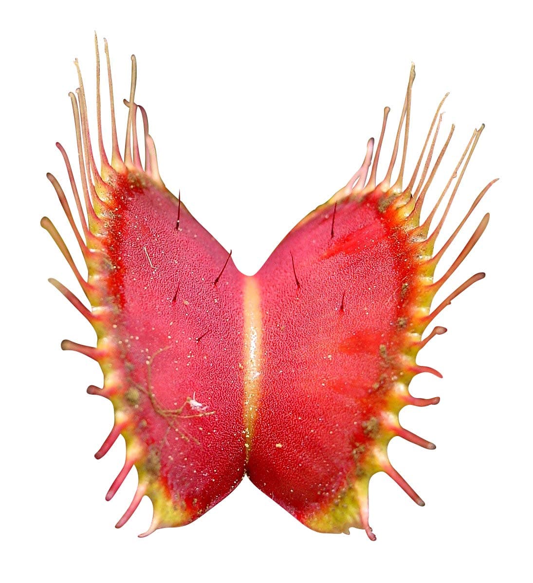 Dionaea muscipula Switzerland Giant - venus fly trap - 5 seeds